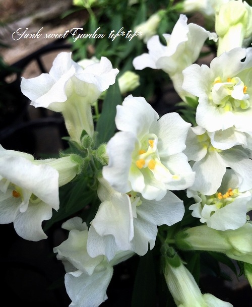 Ȭ�ź餭���󥮥祽�����ȥ����ˡ� �إۥ磻�ȡ�