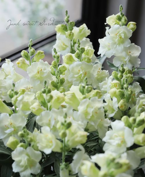 Ȭ�ź餭���󥮥祽�����ȥ����ˡ� �إۥ磻�ȡ�