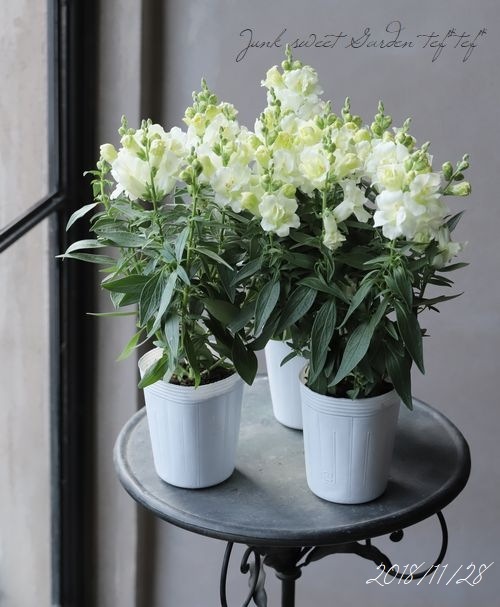 Ȭ�ź餭���󥮥祽�����ȥ����ˡ� �إۥ磻�ȡ�