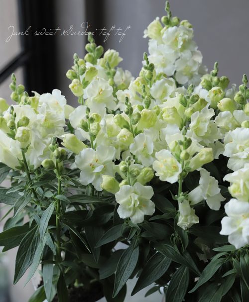 Ȭ�ź餭���󥮥祽�����ȥ����ˡ� �إۥ磻�ȡ�