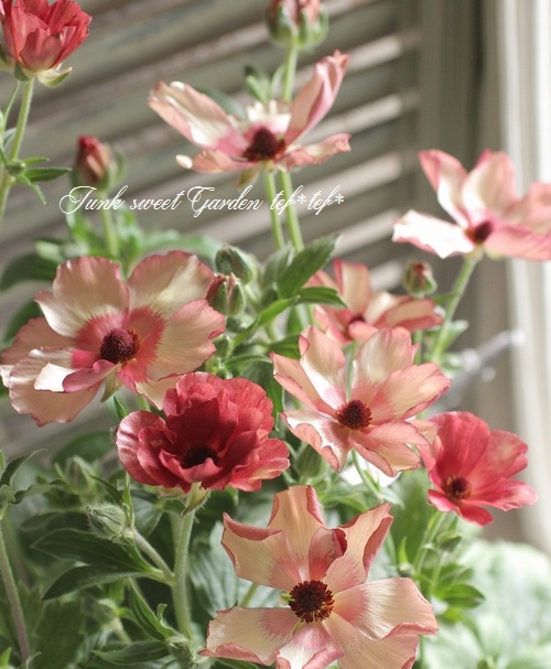 ラナンキュラス ラックスシリーズ 『テセウス』 | すべての商品