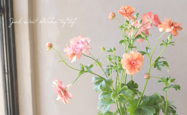 ノ·アルフレ　ラナンキュラス ノ·アルフレ ラナンキュラス 楽天市場】ラナンキュラス