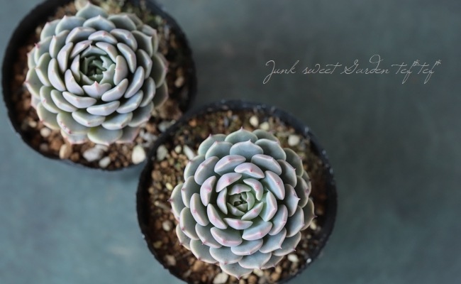 ��¿����ʪ�� �إԥ󥦥�����١������٥ꥢ°�����Ȥ����꡼��