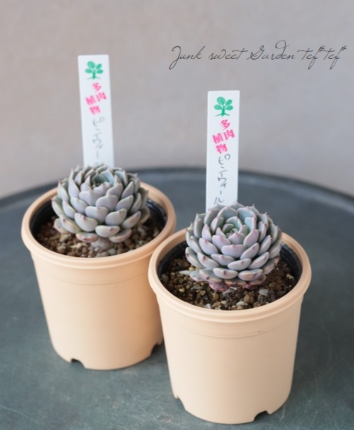 ��¿����ʪ�� �إԥ󥦥�����١������٥ꥢ°�����Ȥ����꡼��