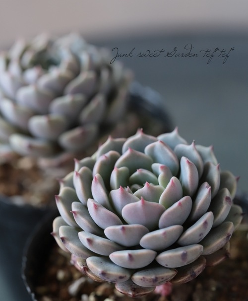 ��¿����ʪ�� �إԥ󥦥�����١������٥ꥢ°�����Ȥ����꡼��