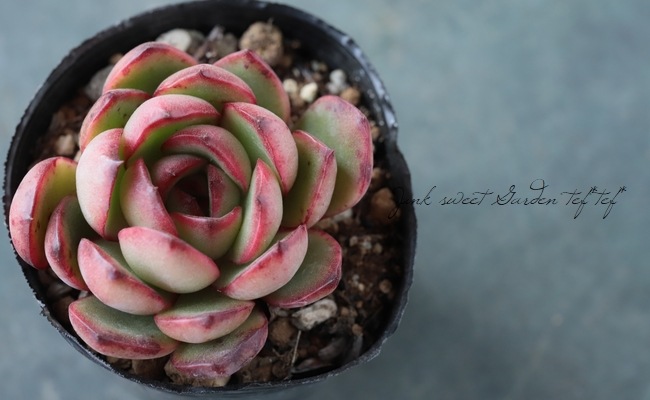 多肉植物】 『ポリリンゼアナ』 エケベリア属 いとうぐりーん | すべて