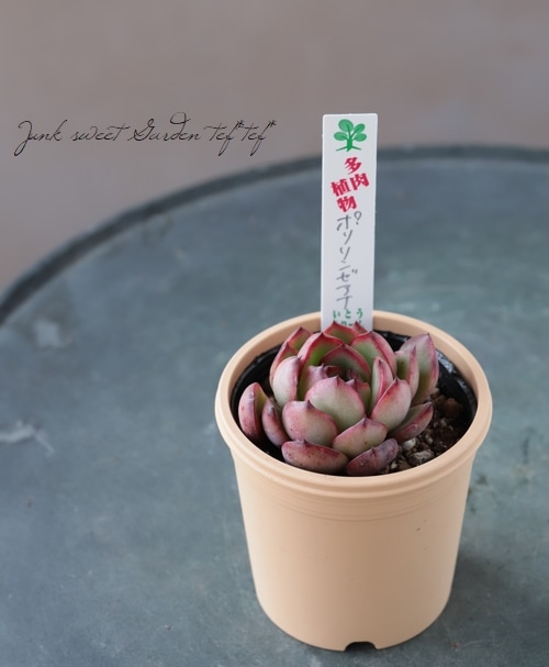 多肉植物】 『ポリリンゼアナ』 エケベリア属 いとうぐりーん | すべて