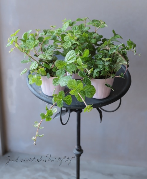 ��֥����إ����ǥ��󥰥꡼�ա����ȡ����