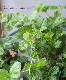 ��֥����إ����ǥ��󥰥꡼�ա����ȡ����
