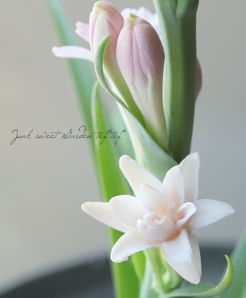 【希少品種】八重咲きチューベローズピンク他 チューベローズ:ピンクレディー（桃花八重）5号ポット の通販