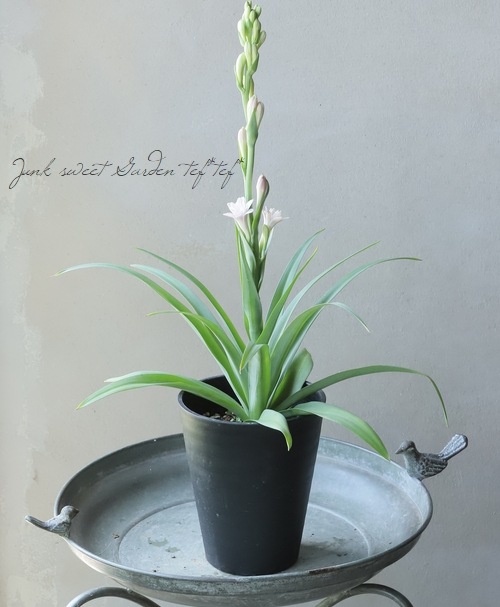 球根植物】 コンパクト品種・八重咲きチューベローズ 『ダブルピンク