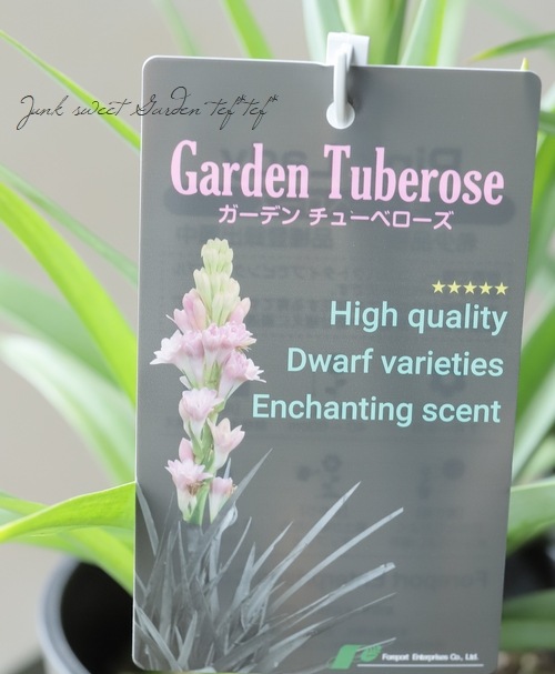 球根植物】 コンパクト品種・八重咲きチューベローズ 『ダブル
