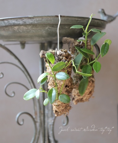 ڴտʪۥۥ䡡إʥꥢ-coronaria-١