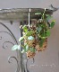 ڴտʪۥۥ䡡إʥꥢ-coronaria-١