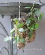 ڴտʪۥۥ䡡إʥꥢ-coronaria-١