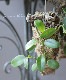 ڴտʪۥۥ䡡إʥꥢ-coronaria-١