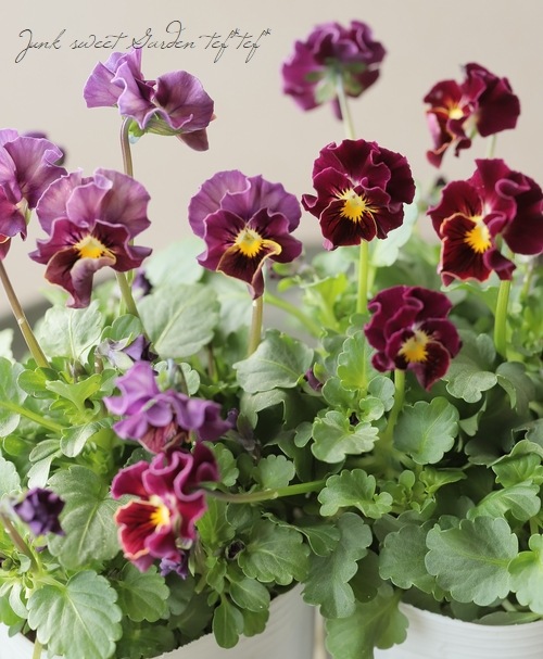 ○松原園芸さんビオラ 『ファルファリア』 No.6 【変わり咲き