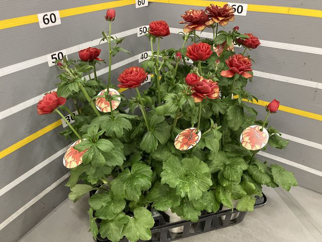 ラナンキュラス・ランドセルシリーズ・サラセレネ 『カルキノス』 小輪