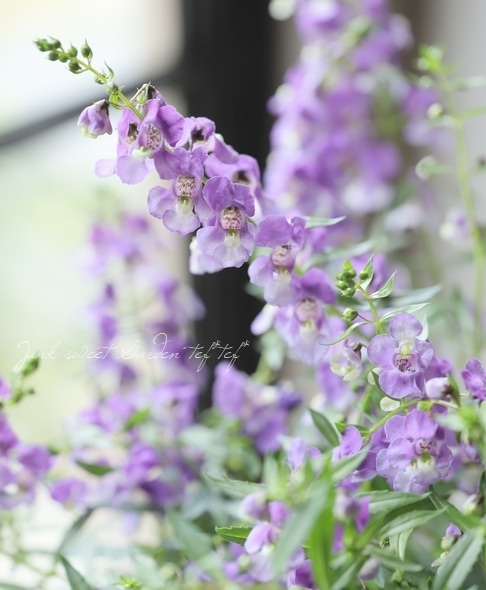 垂れる！アンゲロニア・エンジェルミスト・スプレディング 『 ブルー