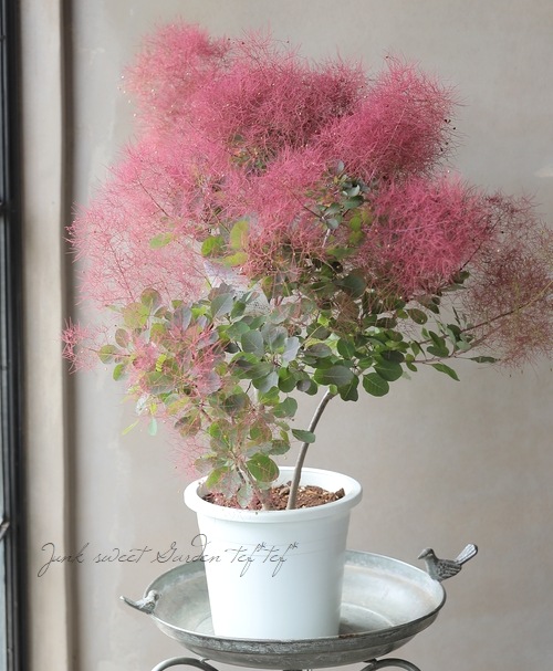 スモークツリー 『ディープレッド』 2025【No.16】 | すべての商品