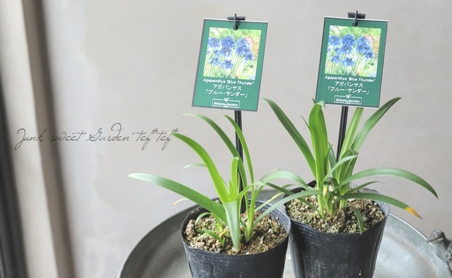 アガパンサス 『ブルーサンダー』 | すべての商品 | | Junk sweet