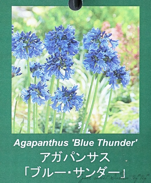 アガパンサス 『ブルーサンダー』 | すべての商品 | | Junk sweet