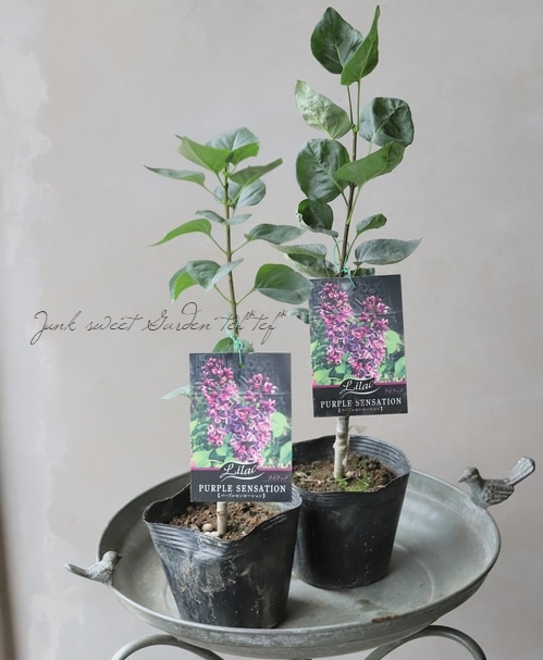 ライラック 『パープルセンセーション』春芽吹き | すべての商品