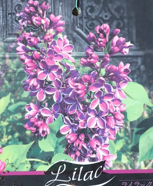 ライラック 『パープルセンセーション』 | 花苗 | | Junk sweet Garden
