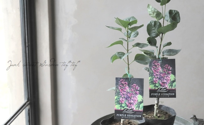 ライラック 『パープルセンセーション』春芽吹き | すべての商品