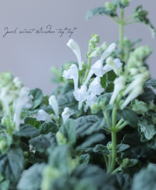 �����ƥ�ꥢ��Ωϲ�� �إۥ磻�ȡ�