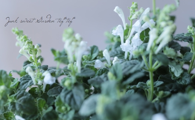 �����ƥ�ꥢ��Ωϲ�� �إۥ磻�ȡ�