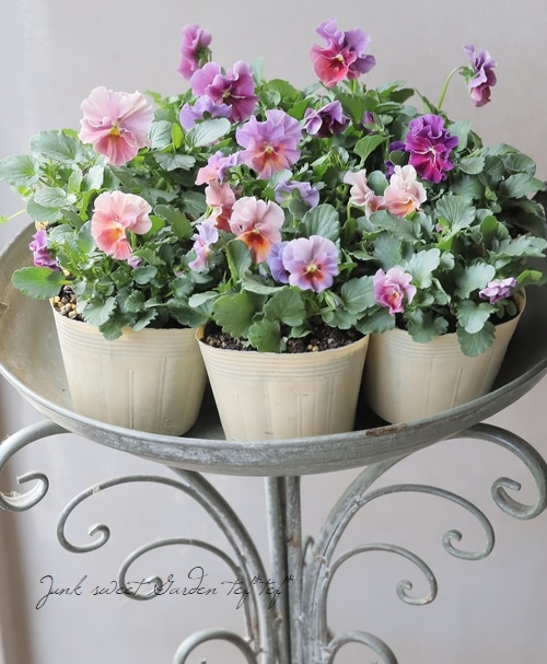 ○進化を続ける育種家ビオラ 『evolve -エボルベ-』 | すべての商品