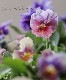 ʲ³ȥӥ顡evolve -ܥ-