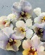 ʲ³ȥӥ顡evolve -ܥ-