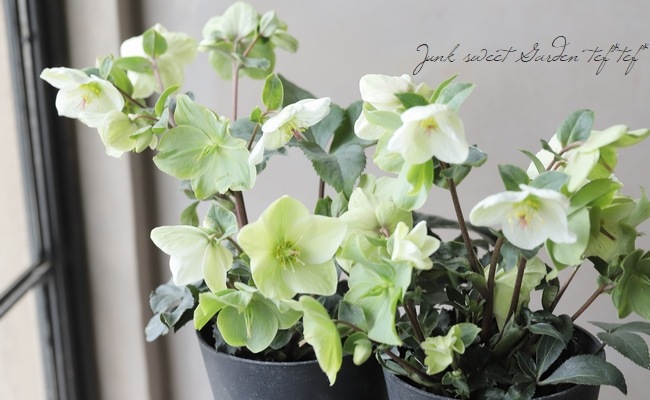 氷の薔薇①花付き６品種⭐️６鉢セット クリスマスローズ 氷の薔薇 4.5号 イタリアーノ ロゼッタ｜山野04-PA