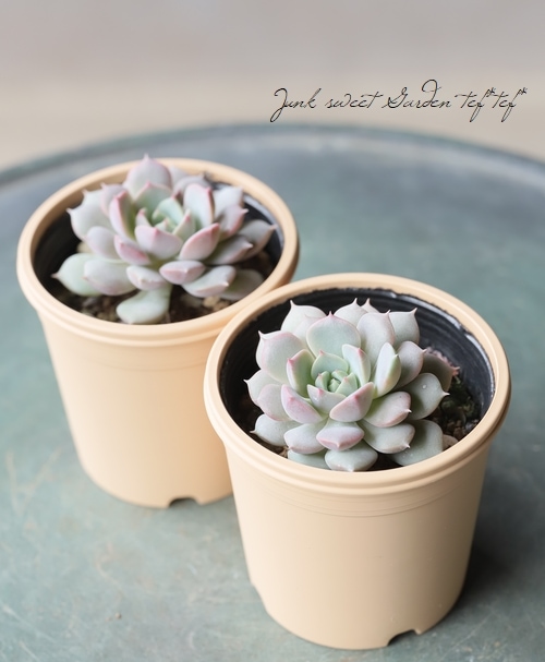 多肉植物】 『クララ』 エケベリア属 いとうぐりーん | すべての商品