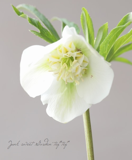 クリスマスローズ 富山県・松浦園芸 No.41 | すべての商品 | | Junk