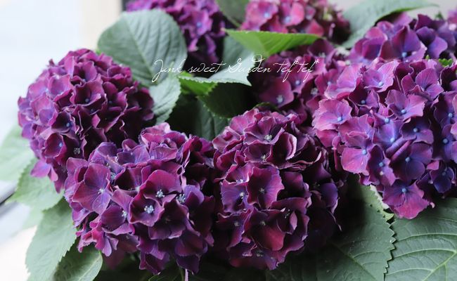 紫陽花 『カルメン』 秋色紫陽花品種 | すべての商品 | | Junk sweet