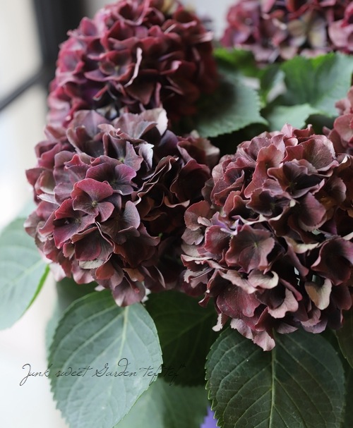 紫陽花 カルメン 秋色紫陽花品種 Flower Species アジサイ Junk Sweet Garden Tef Tef