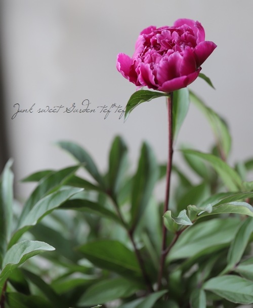 パティオ・ピオニー 矮性コンパクト芍薬 『ローマ』 | すべての商品