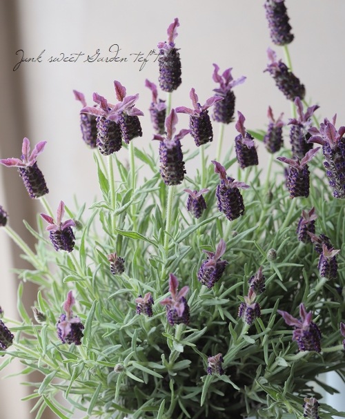 フレンチラベンダー 『チョコレート』 | すべての商品 | | Junk sweet