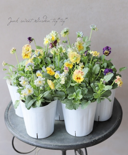 ���ե��餭�ӥ��顡�إ��ꥹ�ץꥨ����� �����¥��ꥸ�ʥ�