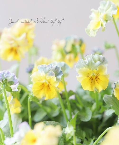 ���ե��餭�ӥ��顡�إ��ꥹ�ץꥨ����� �����¥��ꥸ�ʥ�