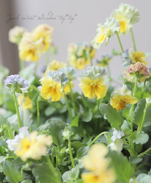 ���ե��餭�ӥ��顡�إ��ꥹ�ץꥨ����� �����¥��ꥸ�ʥ�