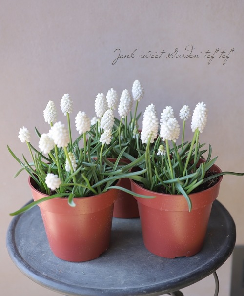 ムスカリ 『ホワイトマジック』 芽出し球根 | すべての商品 | | Junk