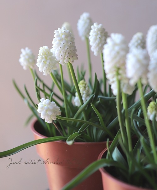 ムスカリ 『ホワイトマジック』 芽出し球根 | すべての商品 | | Junk