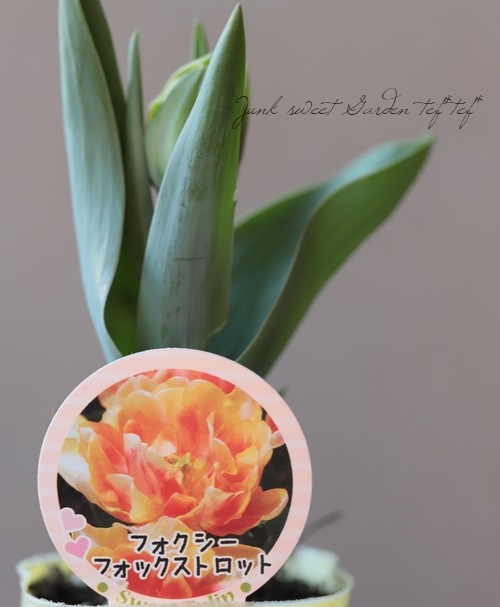 八重咲きチューリップ 『フォクシーフォックストロット