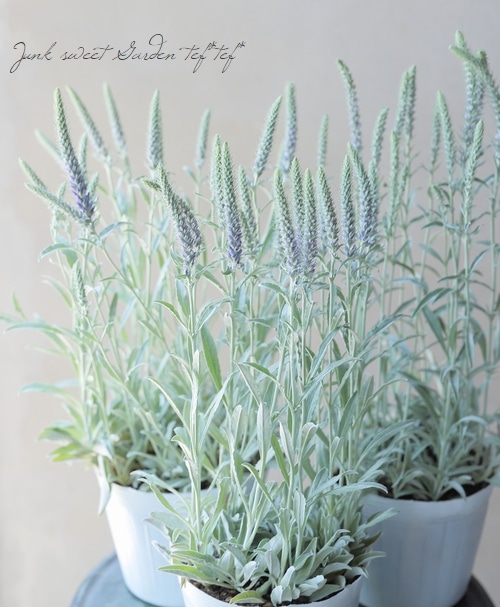 ���ե٥��˥����إ��󥫥ʡ�����С������١�