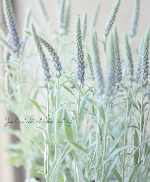 ���ե٥��˥����إ��󥫥ʡ�����С������١�