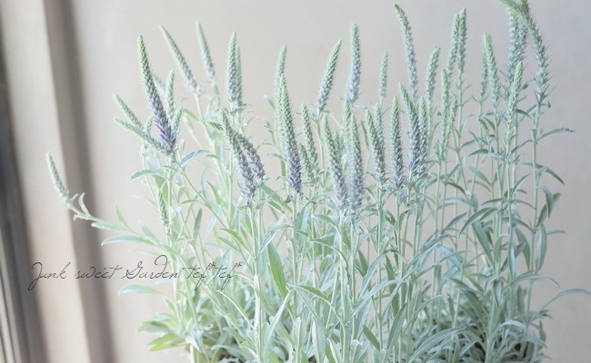 ���ե٥��˥����إ��󥫥ʡ�����С������١�